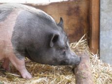 Deutsches-Sattelschwein_2305.jpg